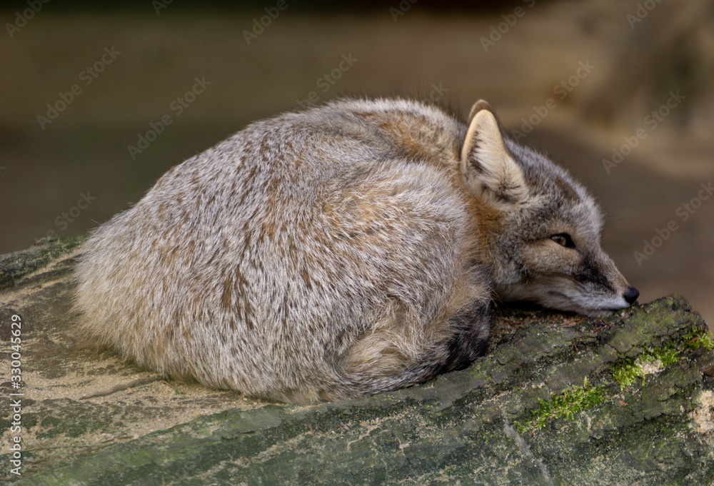 Naklejka premium Fuchs auf einem Stamm