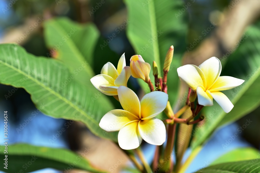 Fototapeta premium Colorful white flowers in the garden. Plumeria flower blooming.