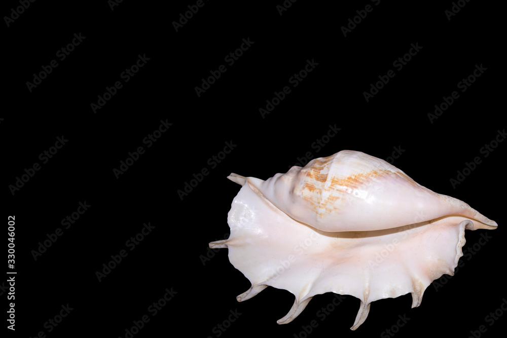 Huge light pink sea shell with a pearl tone isolated on black background, minimalist style Huge light pink sea shell with a pearl tone isolated on black background, minimalist style
