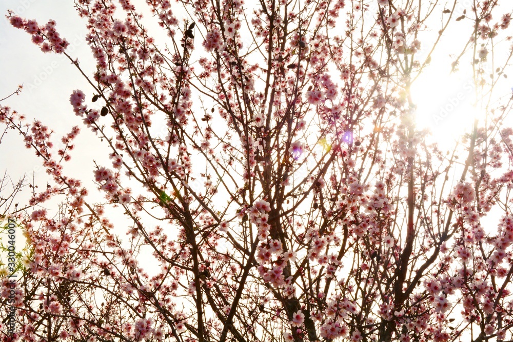 tree in blossom in spring