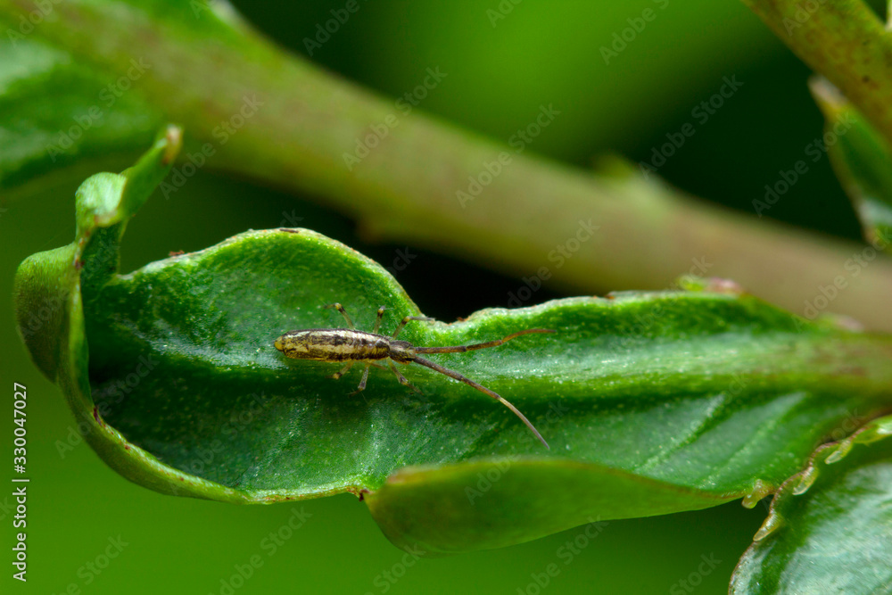 Springtail insect on leaf. Collembola form the largest of the three lineages of modern hexapods, India Springtail insect on leaf. Collembola form the largest of the three lineages of modern hexapods, India
