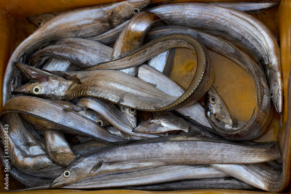 Ribbon Fish, Ratnagiri, Maharashtra, India