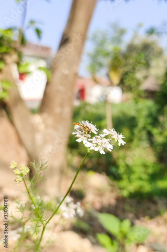 Insect in a flower