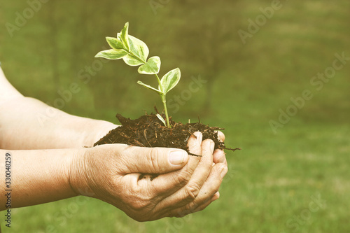 Senior hands holding green plant