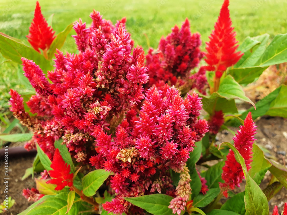Red, dry flowers of Celosia argentea or Celosia cristata blooming in the garden. Red, dry flowers of Celosia argentea or Celosia cristata blooming in the garden.