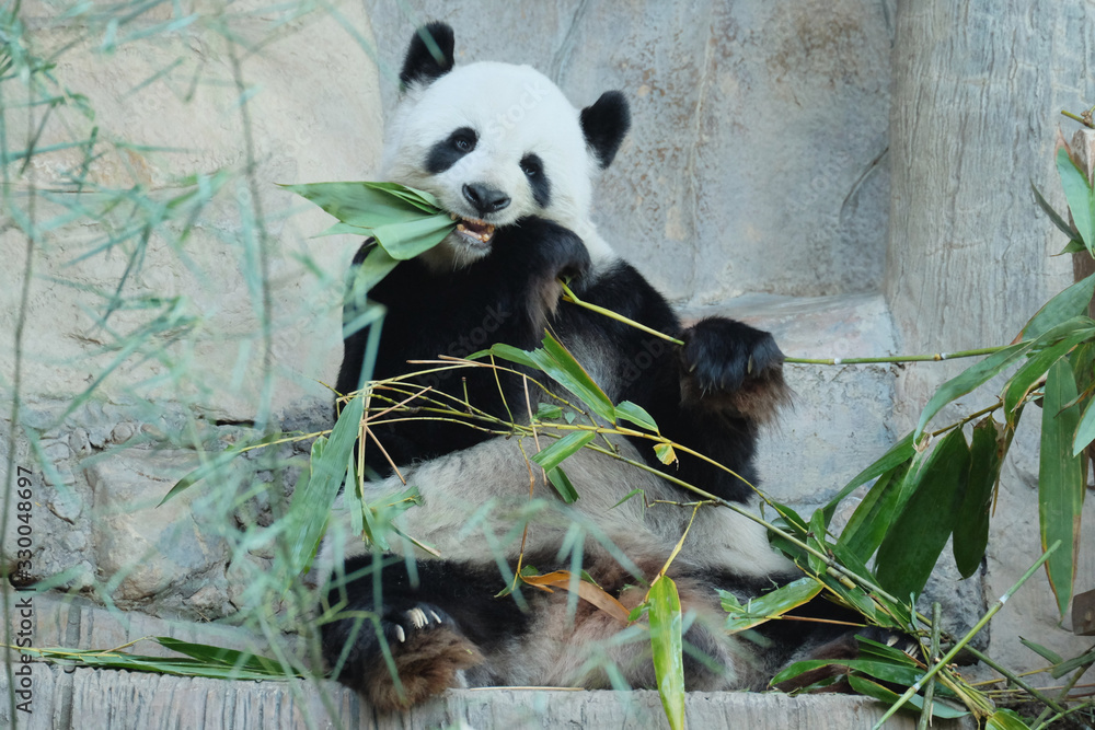 Obraz premium A playful panda is eating bamboo. Chiang Mai, Thailand