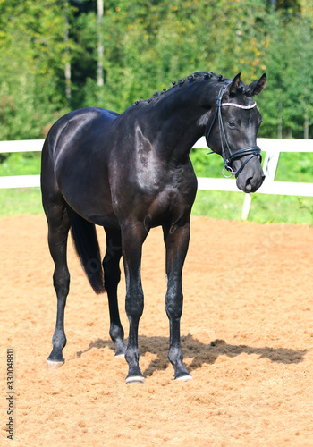 Beauty  black horse whole-length