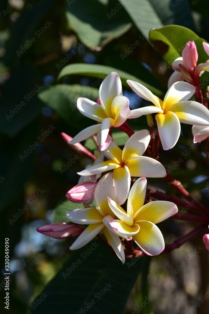 Fototapeta premium Beautiful flowers in the garden Blooming in the summer.Landscaped Formal Garden.