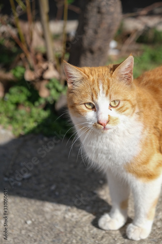 Street cat at outdoor © nkeskin