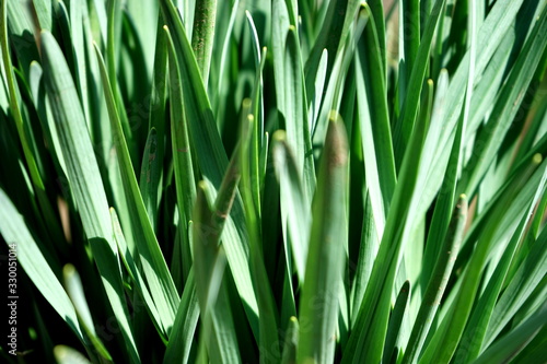 Young sprouts of spring plants. Selective focus