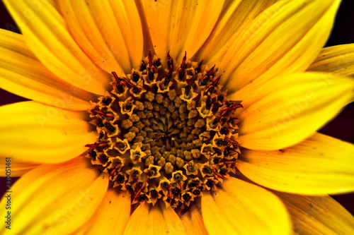 yellow flower closeup of a sunflower