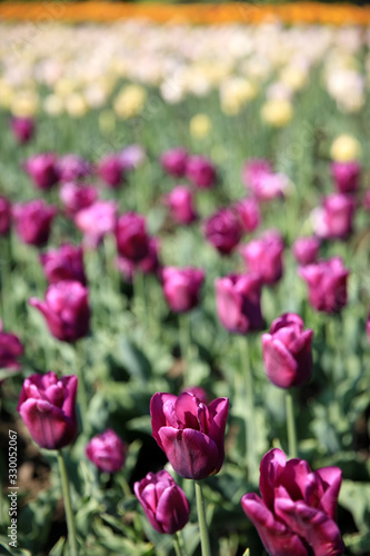 Verbania  VCO   Italy - April 01  2017  Tulips in   Villa Taranto   botanical gardens  Verbania  Piedmont  Italy