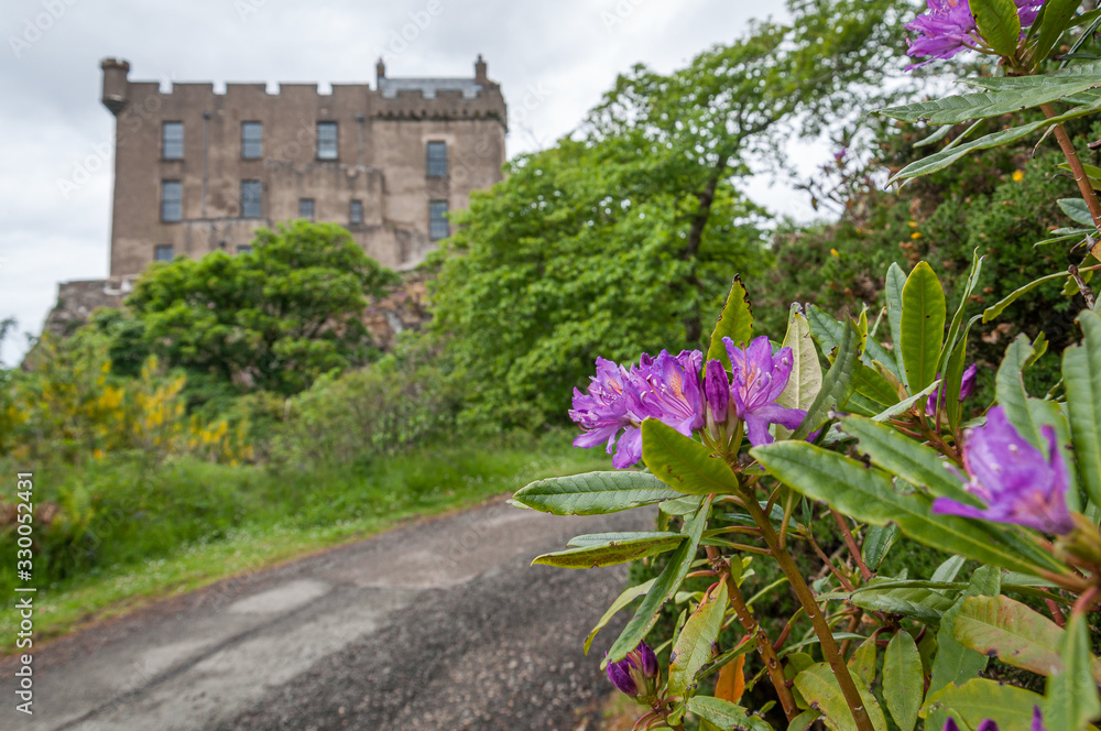 Pontic rhododendron with Dunvegan Castle blurred background, Scotland. Concept: flowers of Scotland