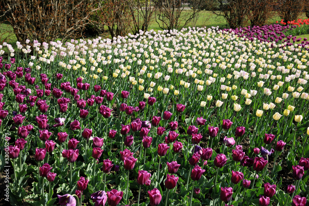 Verbania (VCO), Italy - April 01, 2017: Tulips in Verbania (VCO), Italy - April 01, 2017: Tulips in
