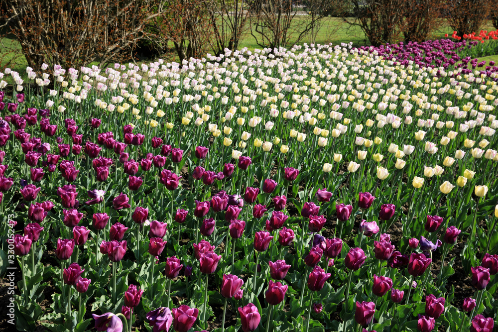 Verbania (VCO), Italy - April 01, 2017: Tulips in 