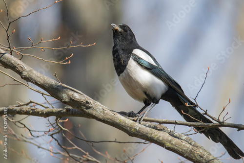 Magpie