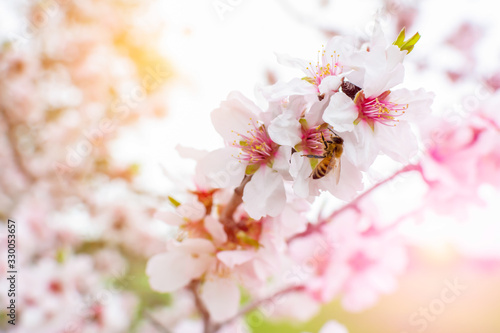 Bee that eats pollen from almond flowers in Spring on Blurred background