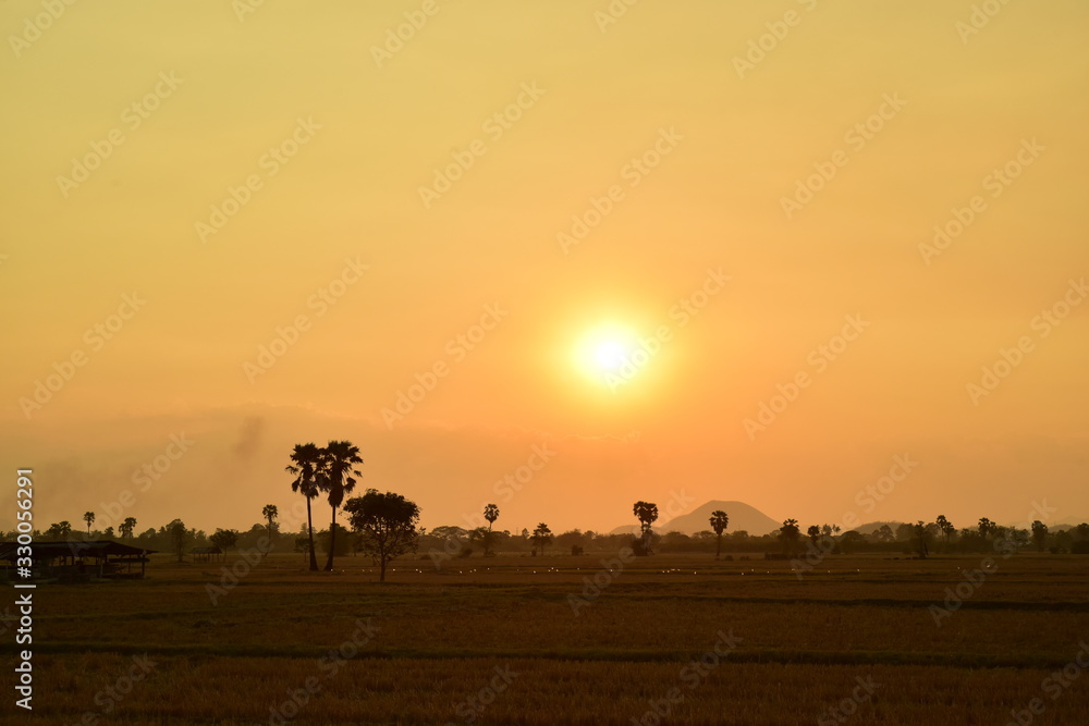 Sunset with golden yellow sky at fields and palm trees