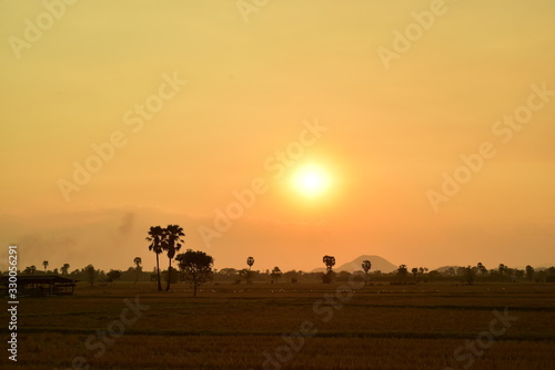 Sunset with golden yellow sky at fields and palm trees