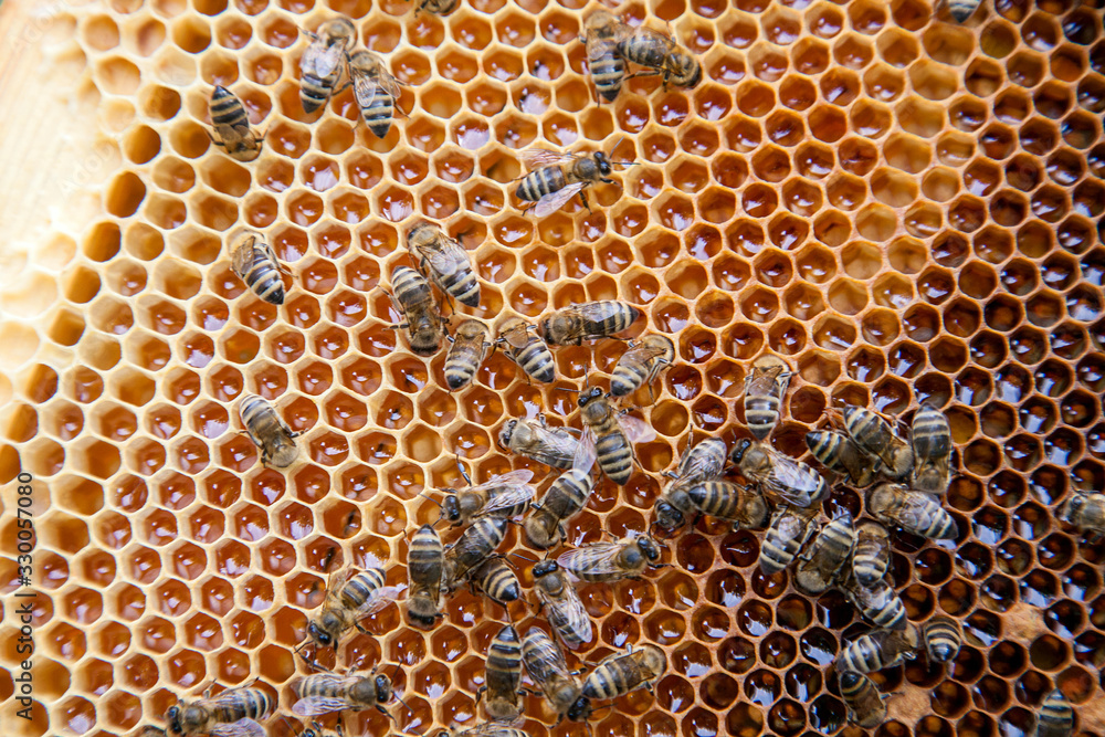 Close up view of working bees on honeycomb with sweet honey.. Close up view of working bees on honeycomb with sweet honey..