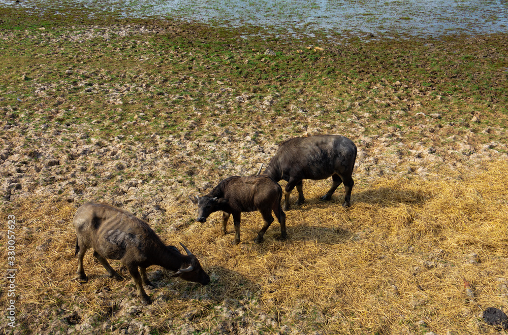 Buffaloes in a dry muddy farmland cover with some hay. Buffaloes in a dry muddy farmland cover with some hay.