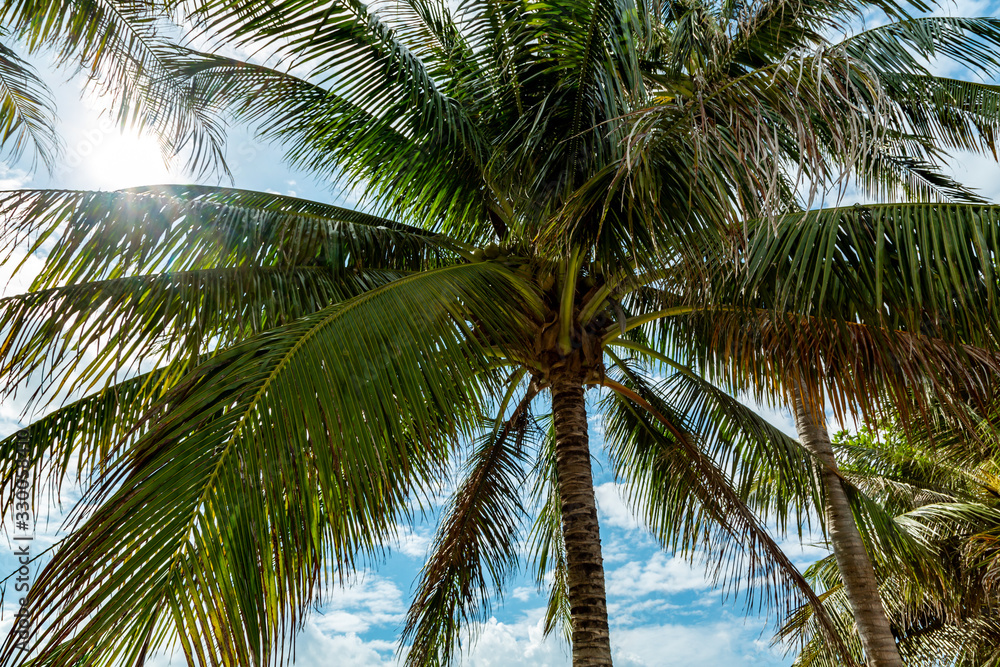 Coconut palm tree on background blue sky with clouds closeup