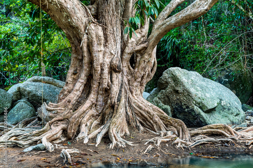 Large tree roots and Largest stones in tropical forest near the river