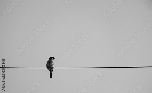 A little bird in a black and white picture © Chewcharn