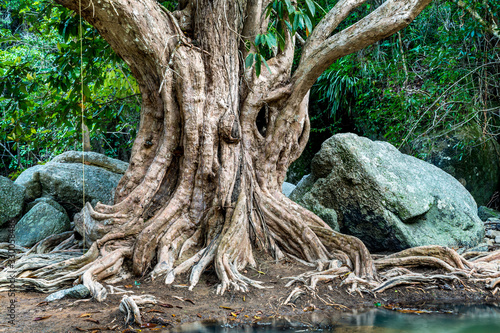 Large tree roots and Largest stones in tropical forest near the river