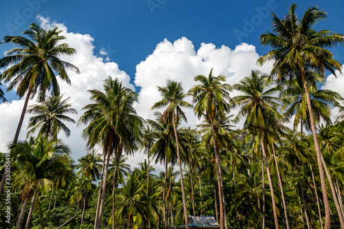 Wallpaper Mural Plantation coconut palms on background blue sky with clouds Torontodigital.ca