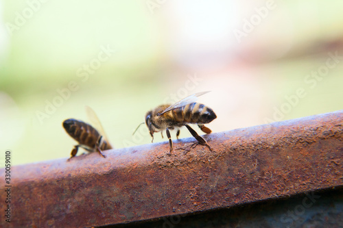 Close up of a curious bee in the human world.