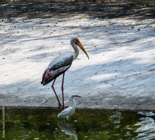 Painted stork