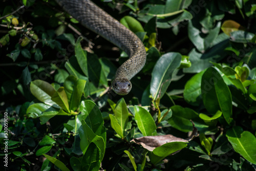 snake on tree
