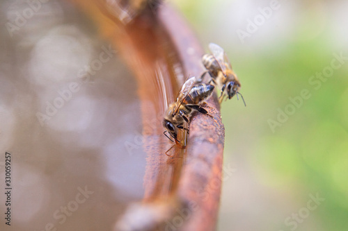 Close up of bee drink water on the brown vintage backgrond.