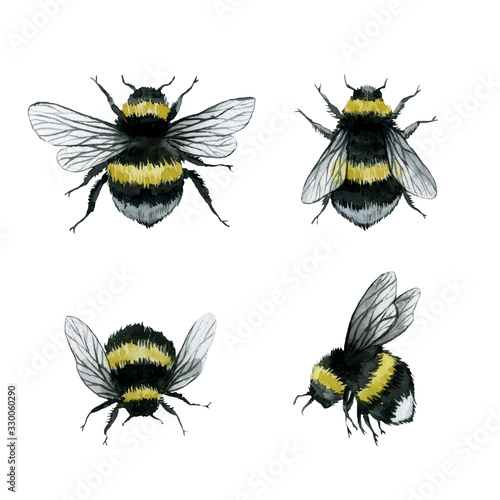 assorted bumblebees watercolor illustration, wild insect clipart, isolated on white background