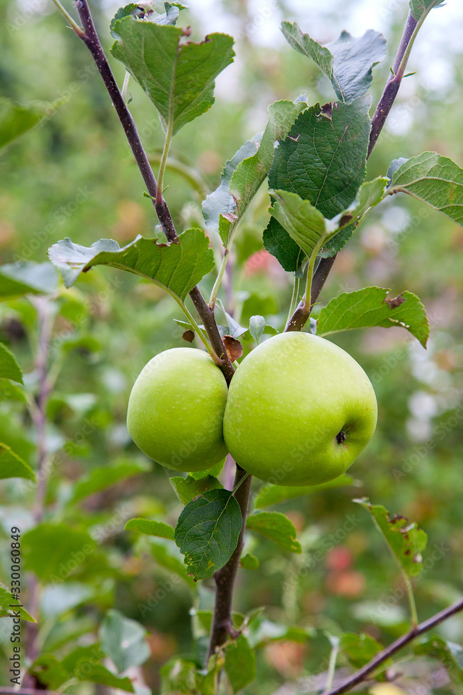Shiny delicious green apples on a branch ready to be harvested in an apple orchard.. Shiny delicious green apples on a branch ready to be harvested in an apple orchard..