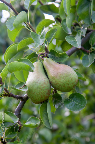 Shiny delicious pears hanging from a tree branch in the orchard..