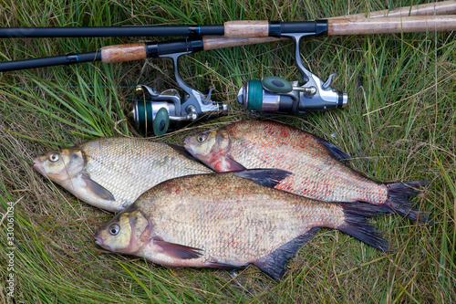 Successful fishing - pile of big freshwater bream fish and fishing rod with reel on natural background..