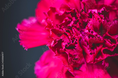 Red carnation flower in bloom