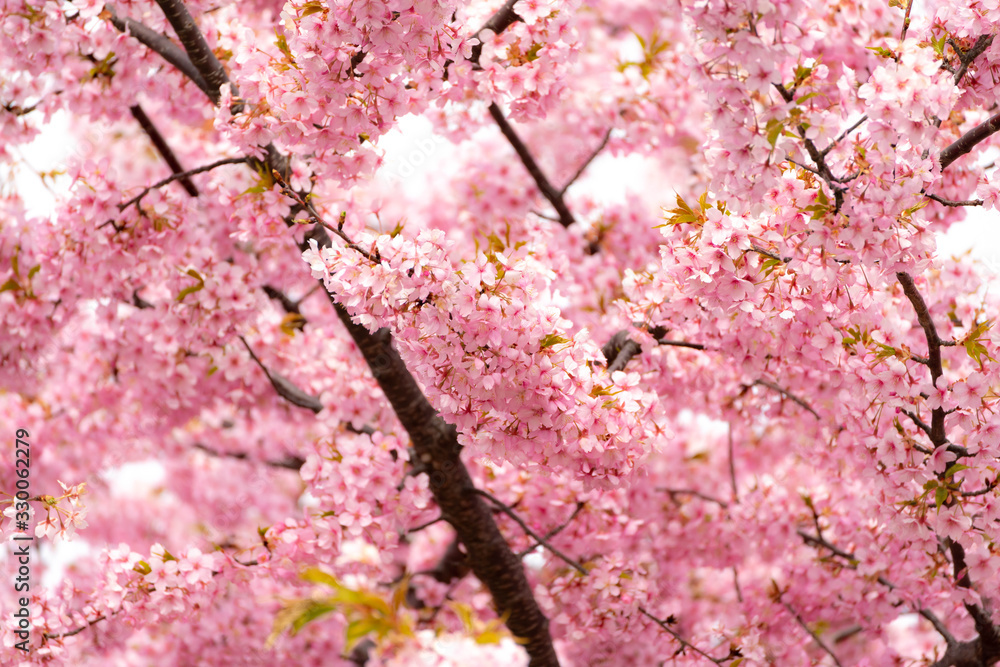 Obraz premium 河津桜