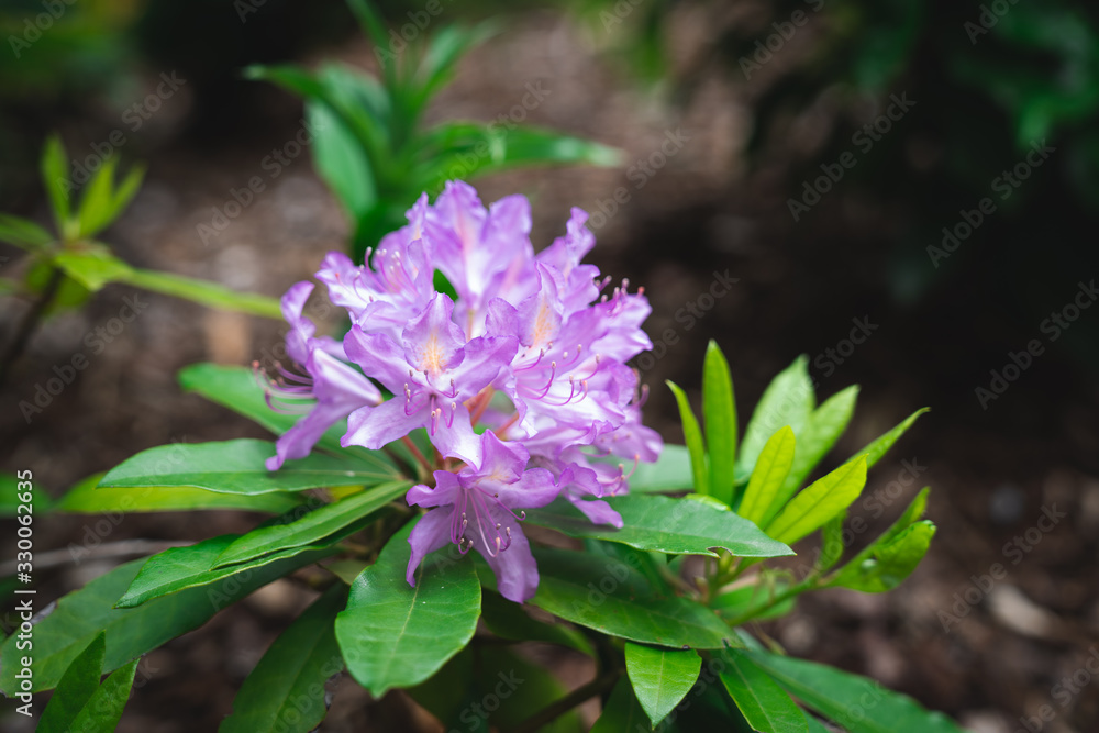 Violet Purple flowers: Common Rhododendron or Pontic Rhododendron (Rhododendron Ponticum) Violet Purple flowers: Common Rhododendron or Pontic Rhododendron (Rhododendron Ponticum)