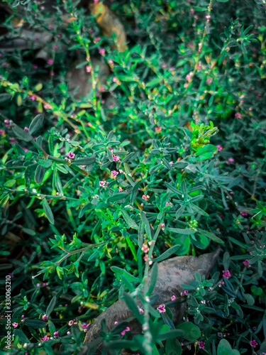 flowers in the garden