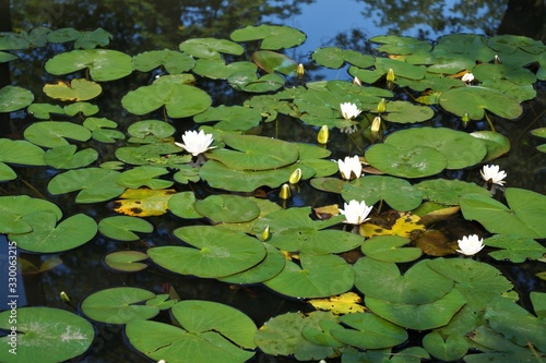 flowers on the water lilies and green leaves round view