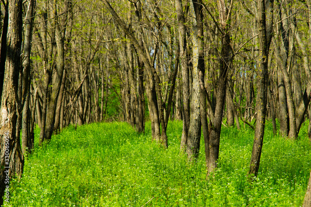 Fototapeta premium acacia tree forest, cultivated plantation at springtime