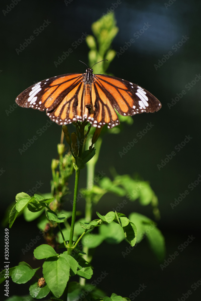 butterfly on leaf