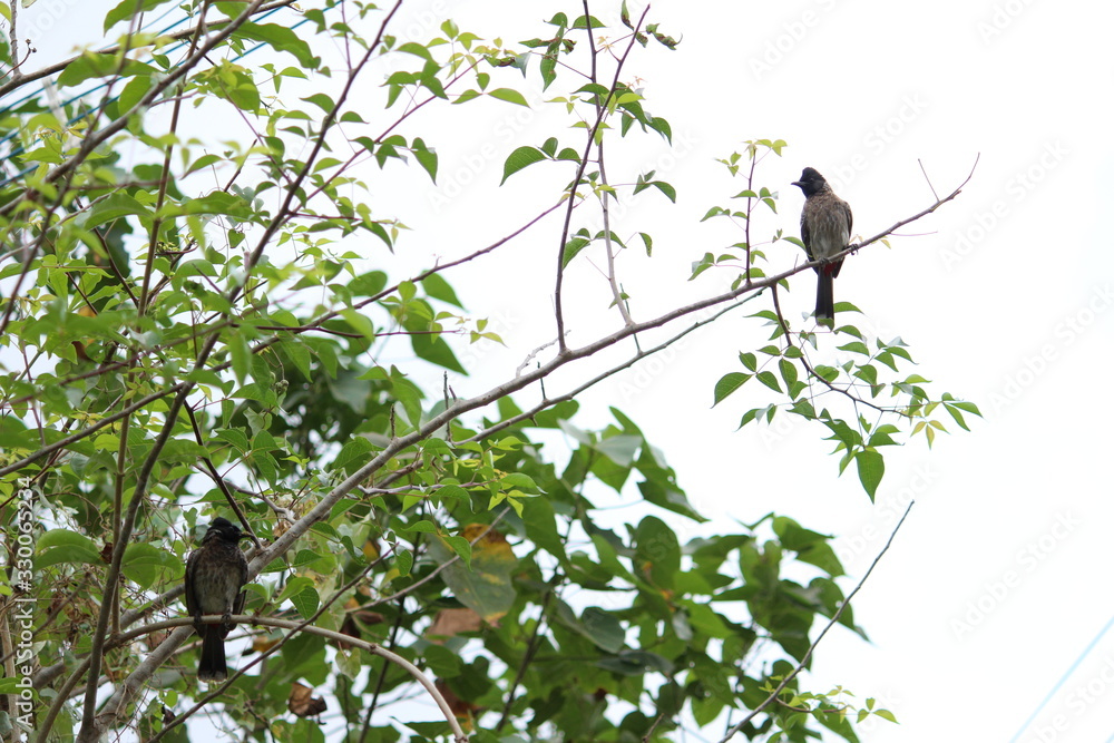 two Red Vented Bulbul bird or one bird sitting on the tree or tree branch on the morning with white background two Red Vented Bulbul bird or one bird sitting on the tree or tree branch on the morning with white background