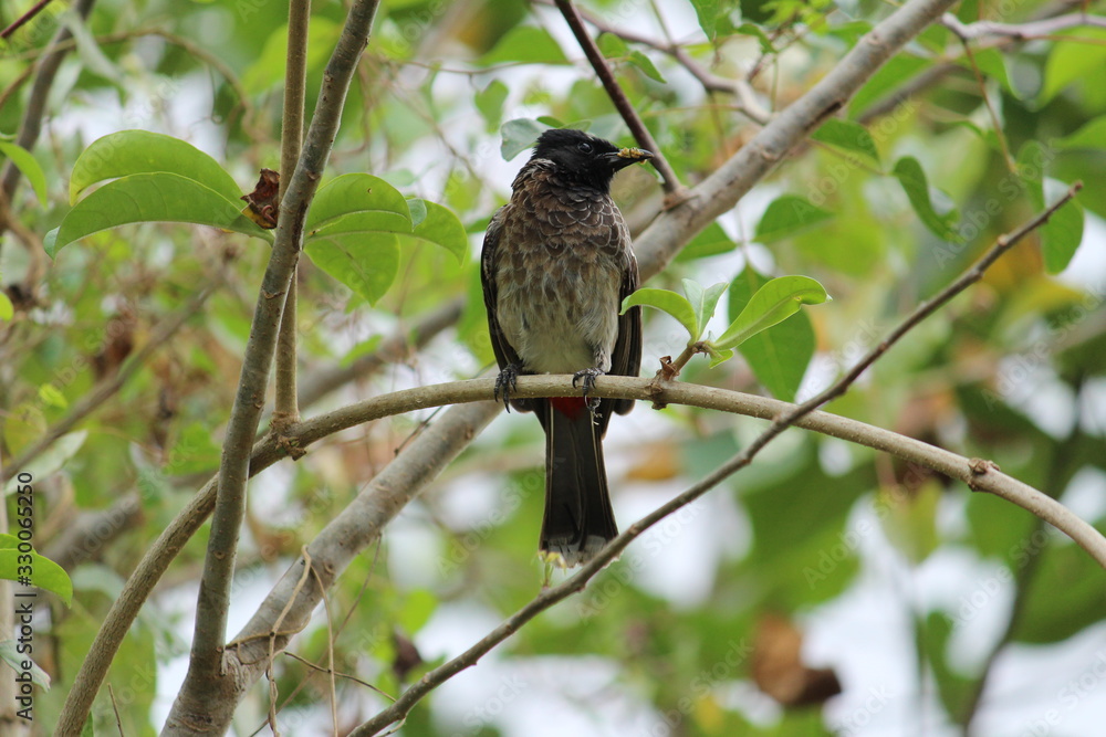 one Red Vented Bulbul bird or one bird sitting on the tree or tree branch on the morning with white background one Red Vented Bulbul bird or one bird sitting on the tree or tree branch on the morning with white background