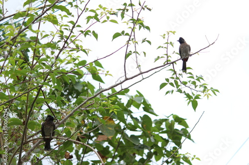 two Red Vented Bulbul bird or one bird sitting on the tree or tree branch on the morning with white background photo