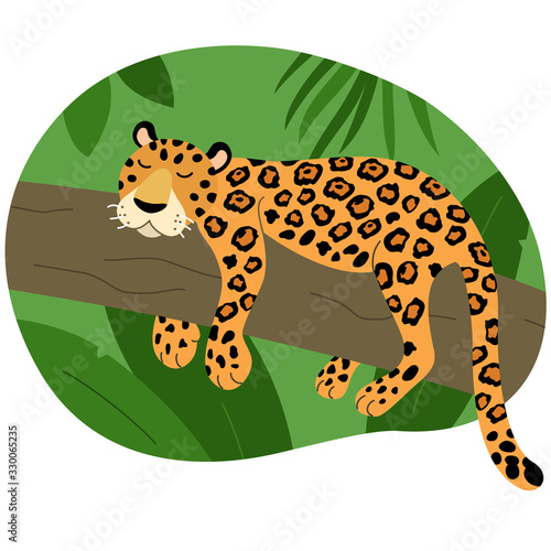 Jaguar from south america that lies on a tree among tropical trees