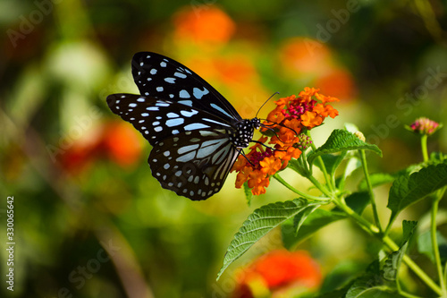 butterfly on a flower © Surya